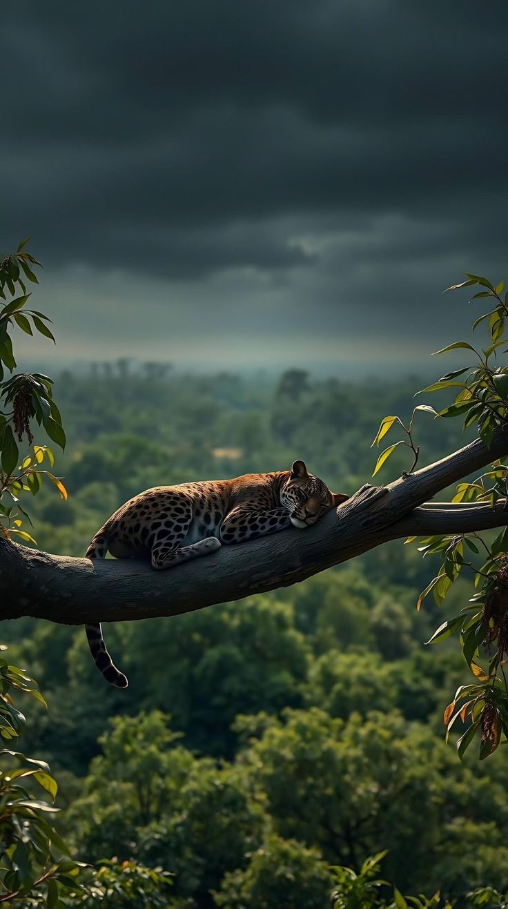 Mundo Animal