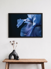 Iris Azul