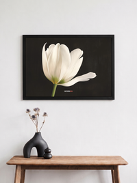 Tulipán Blanco