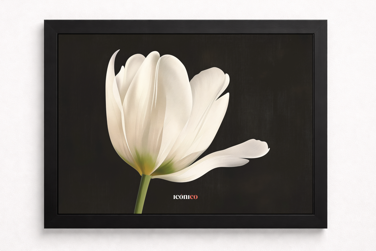 Flores: Tulipán Blanco