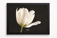 Tulipán Blanco