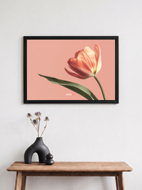 Tulipán Coral