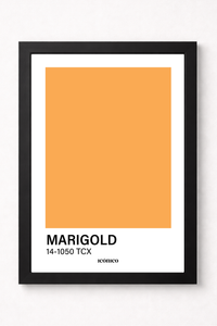 Marigold