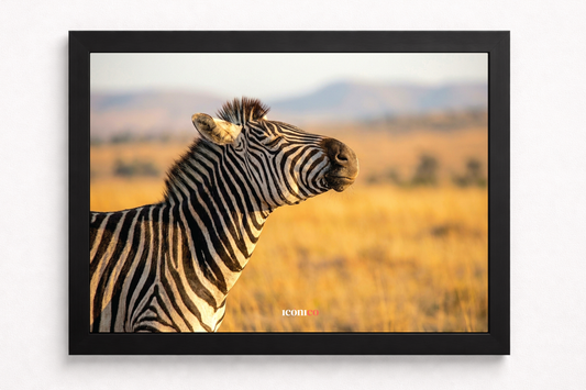 África: Cebra 🦓