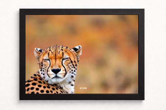 África: Cheetah 🐯