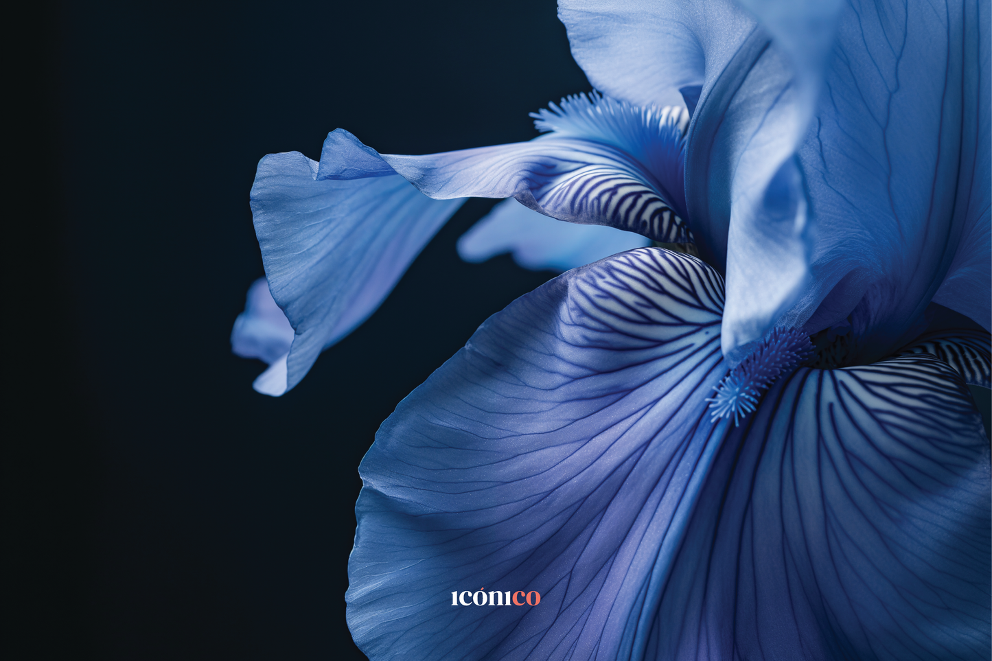 Flores: Iris Azul