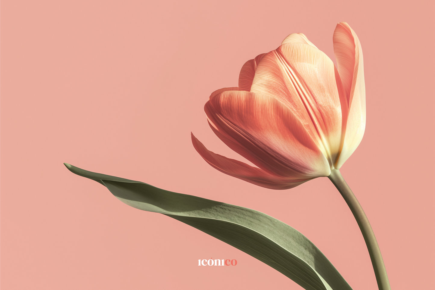 Flores: Tulipán Coral