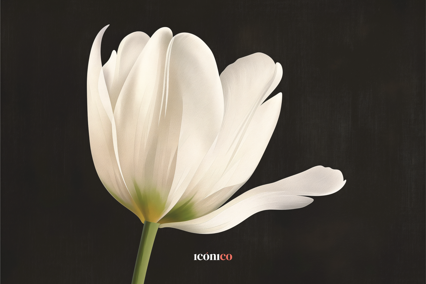 Flores: Tulipán Blanco